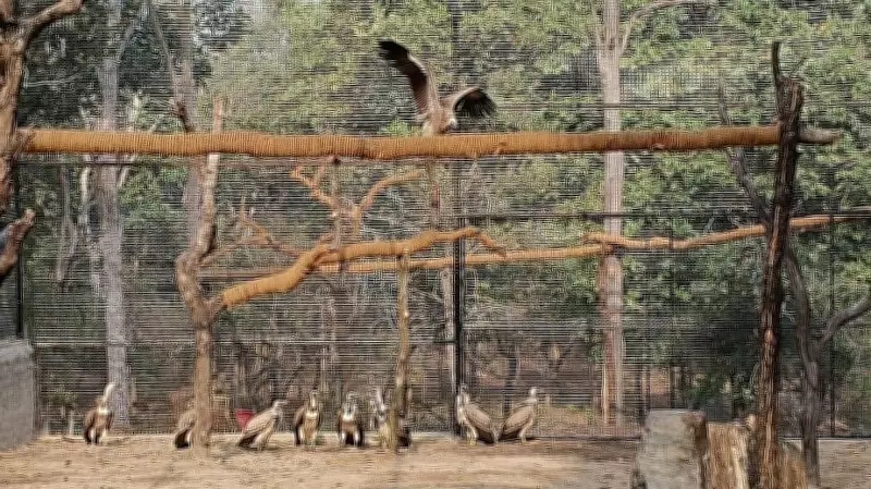 Tourists Banned in Core Tadoba Tiger Reserve for 3-Month Monsoon