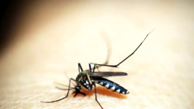 Traveler Dies from Rare Murray Valley Encephalitis in Western Australia