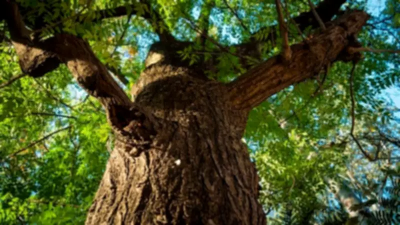 Trees Cannot Be Collateral Damage: A Call for Better Urban Planning