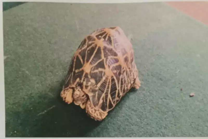 Two Arrested for Attempting to Sell Star Tortoise in Madikeri