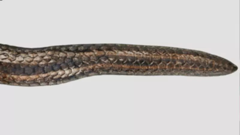 Two-Headed Snake Calamaria Incredibilis Discovered in China