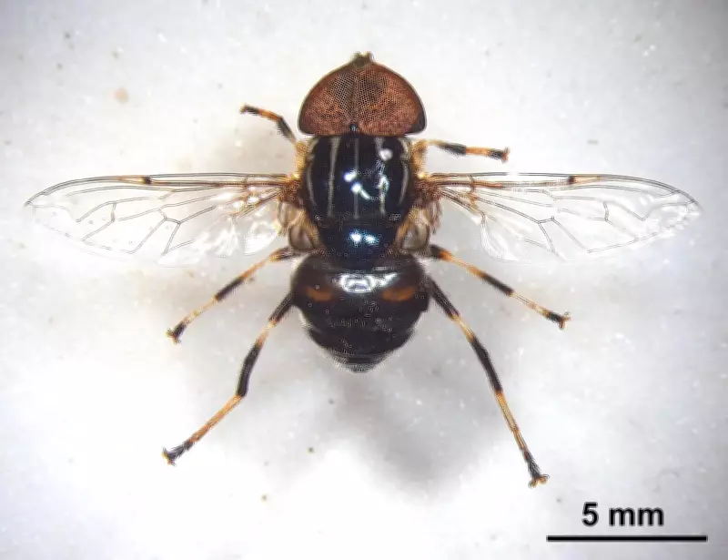 Two New Hoverfly Species Discovered in West Bengal After 103 Years
