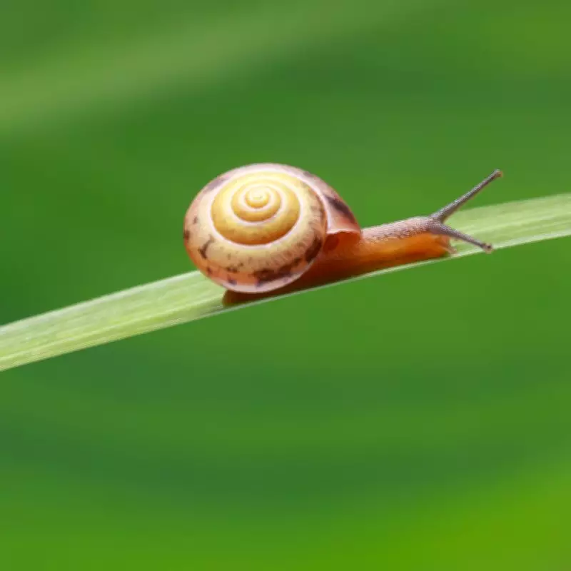 Two New Microscopic Snail Species Found in Meghalaya's Limestone Caves