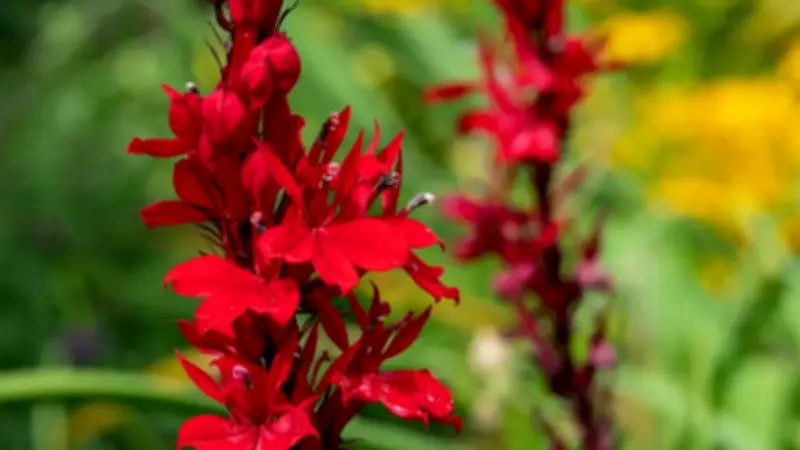 Unlocking the Health Secrets of the Himalayan Buransh Flower