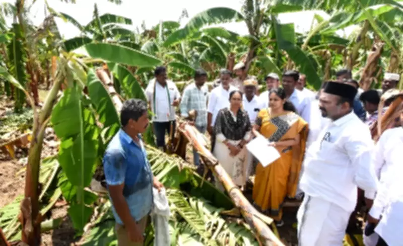 Unseasonal Winds Damage 82.2 Hectares of Banana Crops in Thanjavur