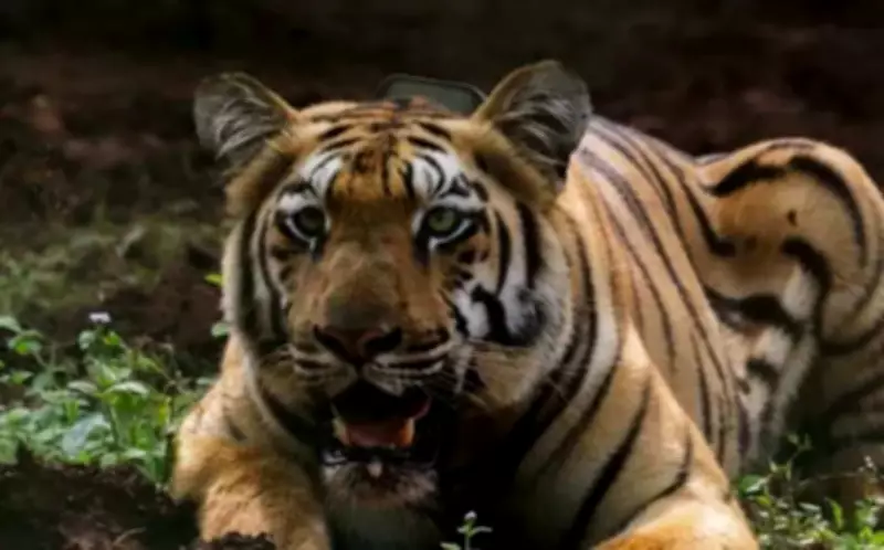 Unstable Tigress Zeenat Gives Birth, Steadier Yamuna Yet to Mate in Odisha