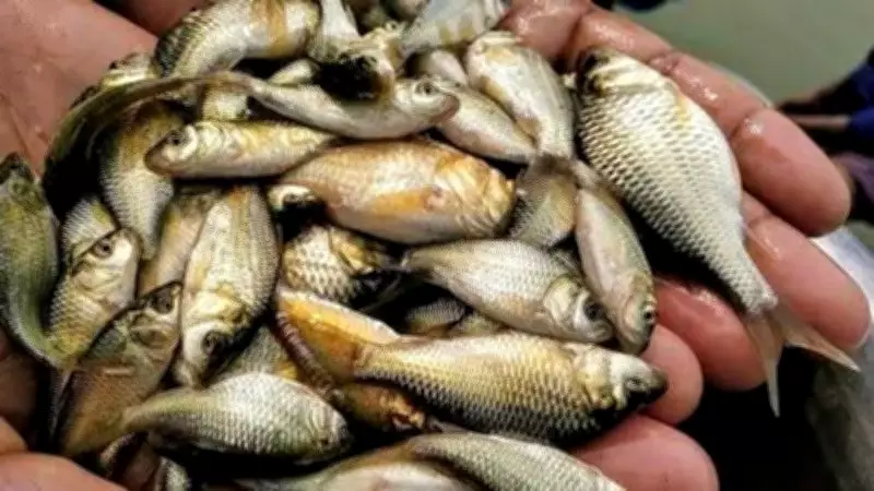 Untreated sewage causes fish deaths in Mandi's Ratti rivulet: HPSPCB