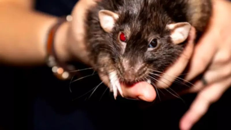 US Rat Infestation: Top 10 Cities with Rodent Problems in 2025