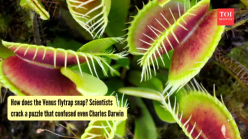 Venus Flytrap's Secret: How the Plant Snaps Shut in a Second