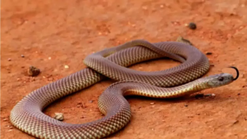 Victoria's Snake Hotspots: Where Encounters Are Most Common in Australia