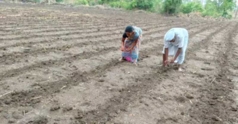 Vidarbha cotton farmers upbeat as monsoon rains spur sowing hopes