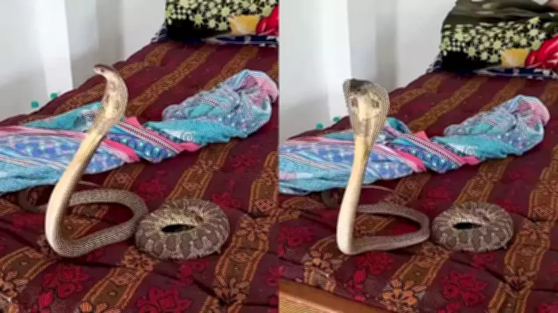 Viral Video Shows Cobra and Viper Hiding in Bedding, Sparks Safety Warnings