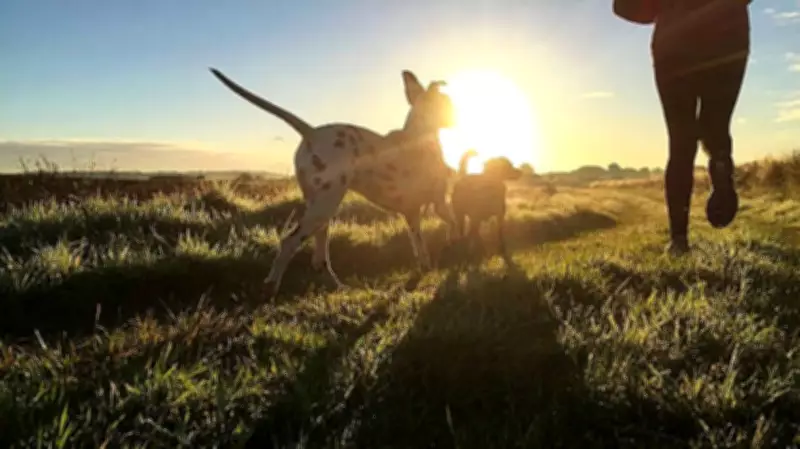 Walking into Surprises: Embracing Life's Unexpected Joys