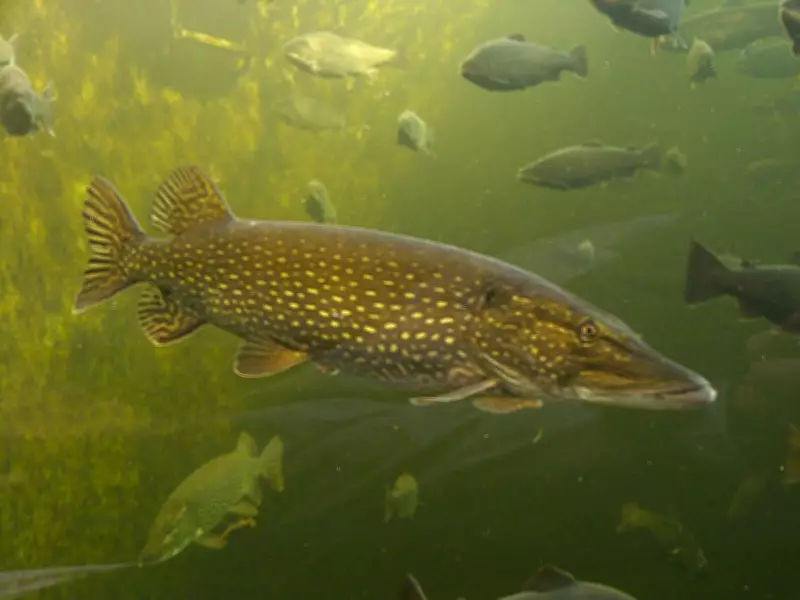 Warming Waters Boost Invasive Pike Appetite, Threatening Alaska Salmon