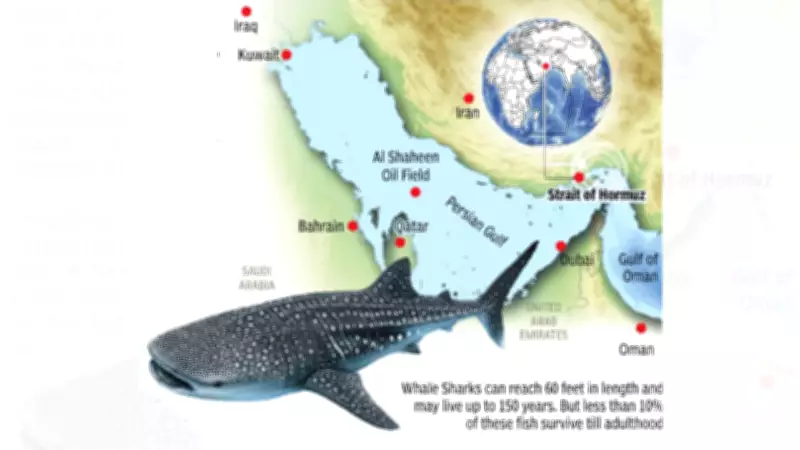 Whale Sharks Gather in Persian Gulf Amid Geopolitical Tensions