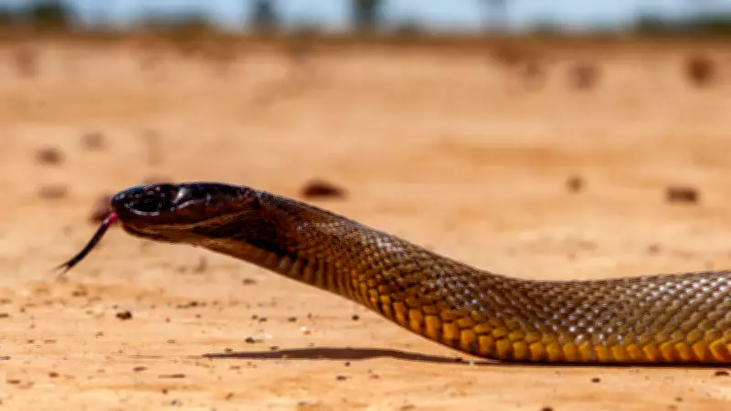 Which Countries Are Home to the World’s Deadliest Taipan Snakes?
