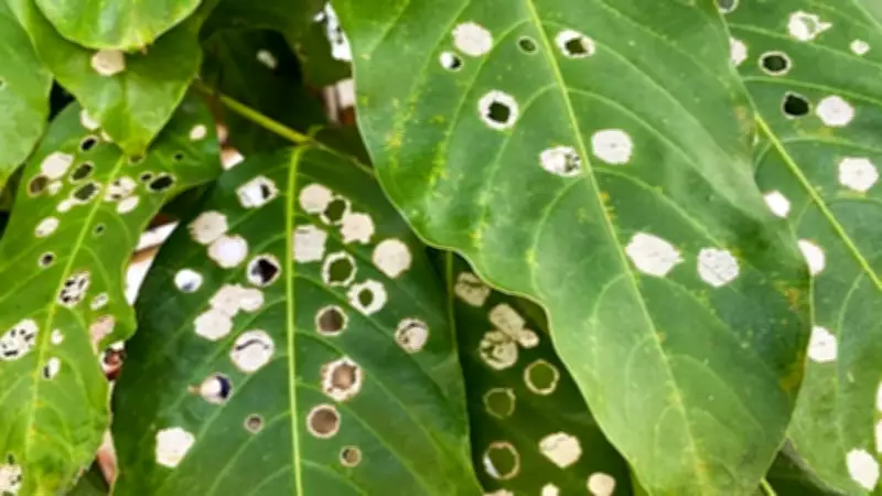 Why Are There Holes in Your Plant Leaves? Causes and Fixes