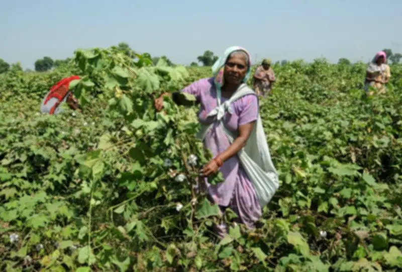 Why Cotton Is Losing Ground in Haryana: Pest Attacks and Climate Stress