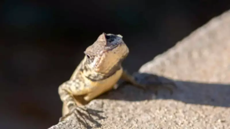 Why Lizards Do Push-Ups: Decoding Their Secret Communication Signals