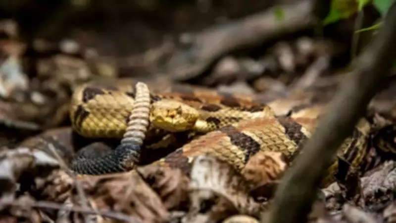 Why Missouri Has So Many Snakes and How to Coexist Safely