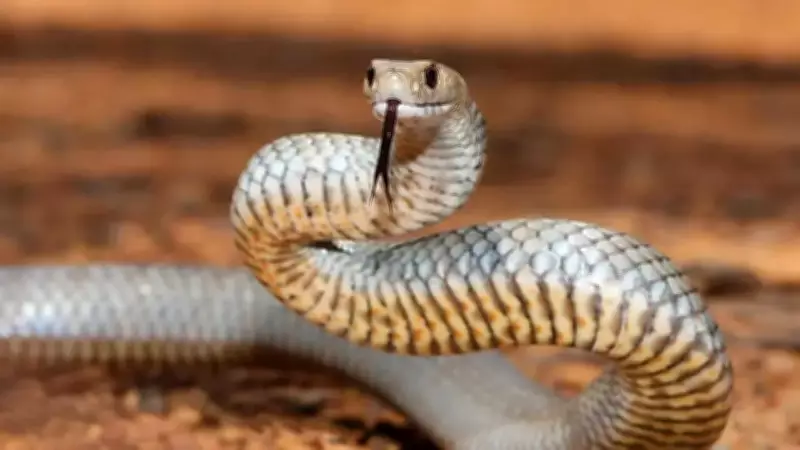 Why Victoria Leads Australia in Snake Incidents: Key Factors Explained