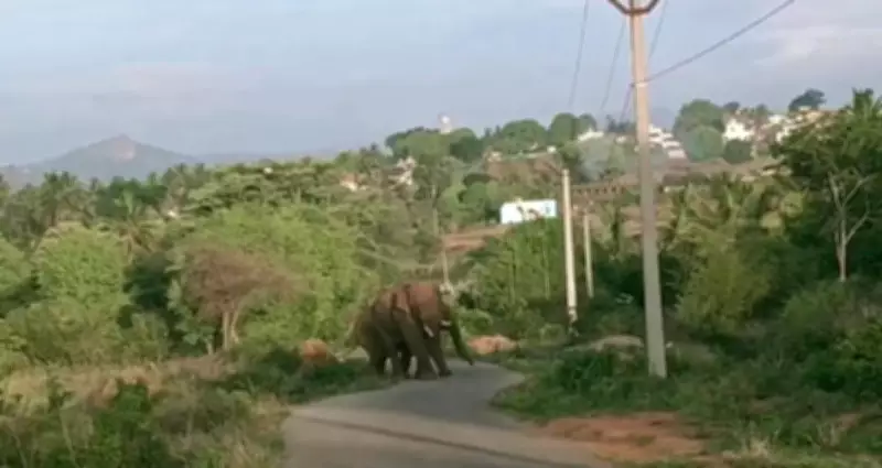 Wild Elephant Attacks 65-Year-Old Man in Krishnagiri, Villagers Protest