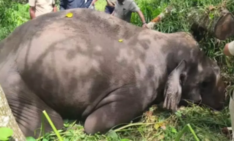 Wild Elephant Found Dead in Mud in Madikeri Hosakote Village