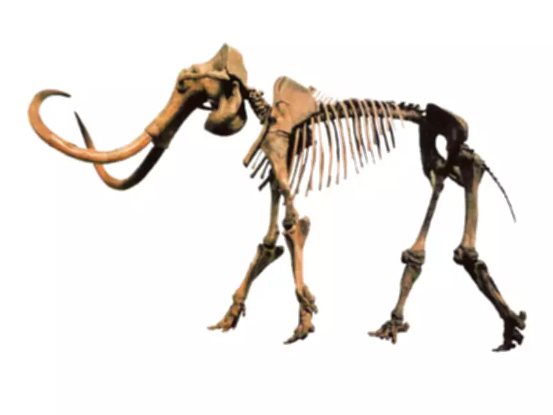 Wisconsin Farmer's Mammoth Bone Discovery Rewrites Early Human History