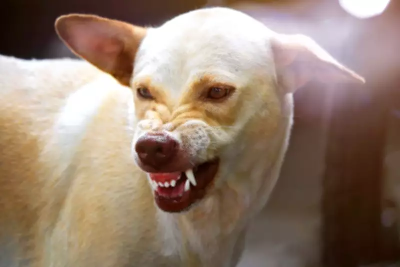 Woman Dies of Suspected Rabies in Sirsa Village Two Months After Dog Bite