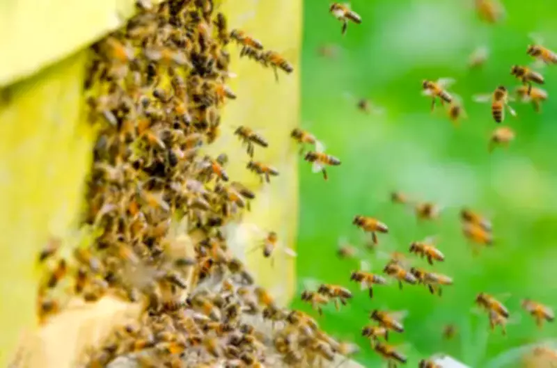 Woman dies, son-in-law injured in honeybee attack in Chhattisgarh forest