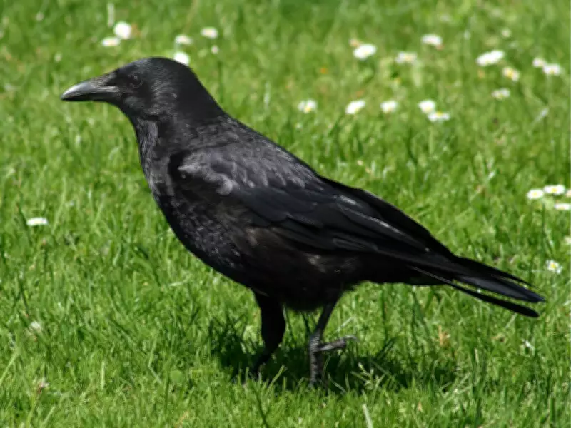 Woman's Rescue of Crow Leads to Gifts from Grateful Flock