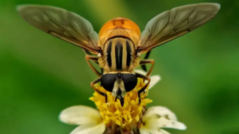 Worker Bees Build Royal Palace for Honeybee Queen