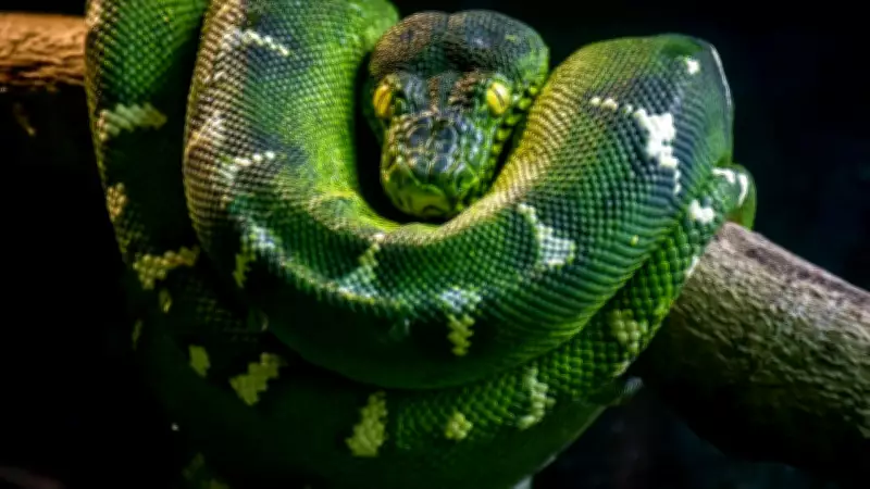 World's Biggest Snake: Green Anaconda Kills Prey in Seconds Without Venom