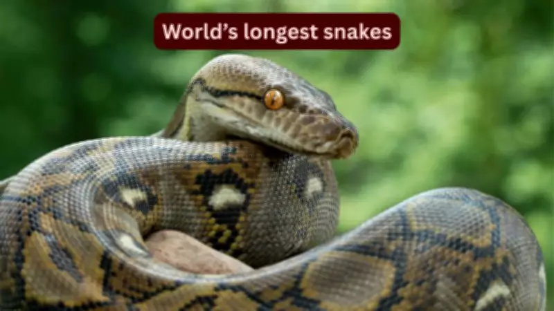 World's Longest Snakes: Top Species and Best Places to Spot Them