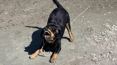 12-Year-Old Bitten by Pet Rottweiler in Bengaluru; Owner and Family Booked