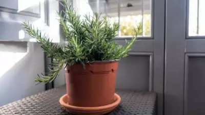 5 Medicinal Herbs You Can Easily Grow in Your Balcony Garden