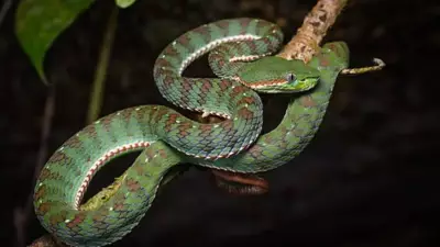 5 Snake-Filled Waters in Rhode Island You Should Know About