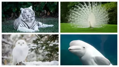5 Stunning White Animals You Probably Didn't Know About