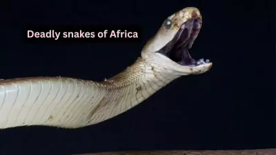 5 Venomous Snakes Exclusive to Africa and Where to Find Them