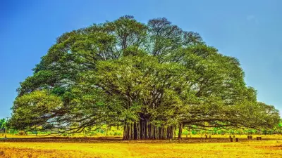 8 Iconic State Trees of India Every Traveller and Nature Lover Should Know