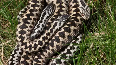 99% of People Can't Identify Venomous Snakes: Myths and Safety Tips