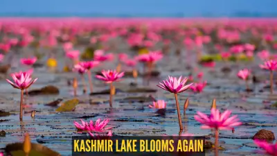 After 30 Years, Pink Lotuses Bloom Again at Kashmir's Wular Lake