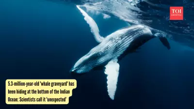 Ancient Whale Graveyard Discovered in Deep Indian Ocean, Teeming with Life