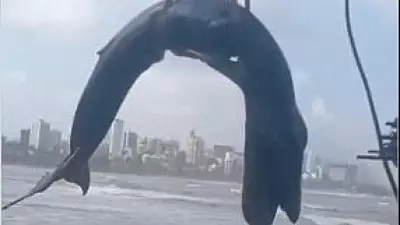 Baby Humpback Whale Dies on Mumbai Shore Despite Rescue Efforts