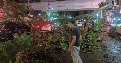 Bengaluru Battles Heavy Rain: Trees Uprooted, Roads Flooded