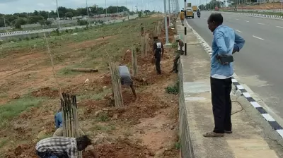 Bengaluru: Blooming Trees to Brighten Mysuru-Magadi Road
