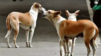 Bengaluru Dog Bites Surge 55% Year-on-Year in First Five Months of 2026