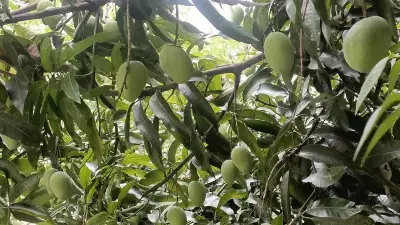 Bengaluru's Backyard Mango Economy: Sharing Fruit Outlasts Instant-Delivery Boom
