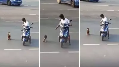 Boy Helps Disabled Dog Cross Road, Heartwarming Video Goes Viral