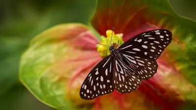 Butterfly Migration: Wanderlust on Wings in Bengaluru